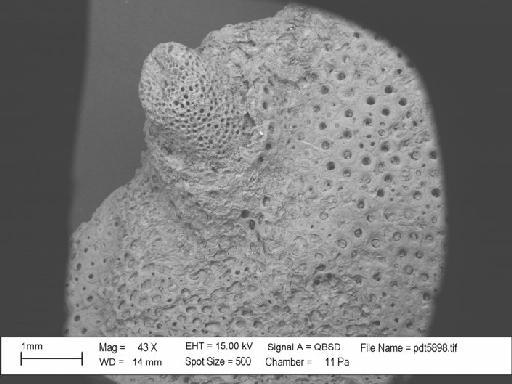 Electra monostachys (Busk, 1854) - BZ 5451. Electra monostachys (pdt 5898)