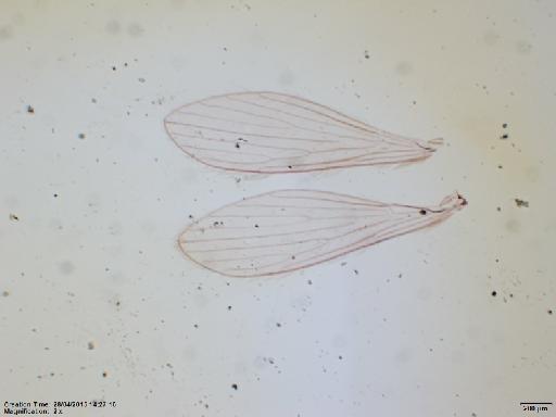 Lutzomyia (Pressatia) camposi Rodriguez, 1952 - Lutzomyia_acanthobasis-BNMH(E)1722074_PT-male_wings-2x.tif