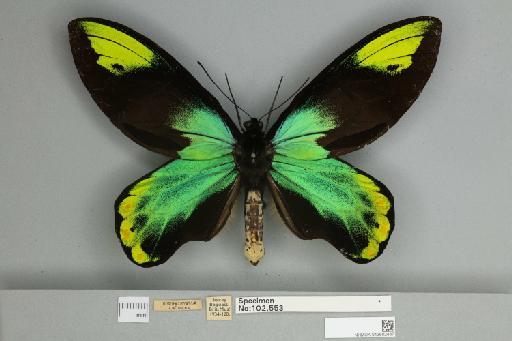 Ornithoptera victoriae regis Rothschild, 1895 - 013602487__