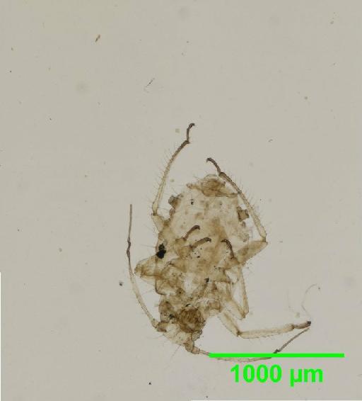 Periphyllus testudinaceus Fernie, 1852 - 010124517__2015_09_17_s02