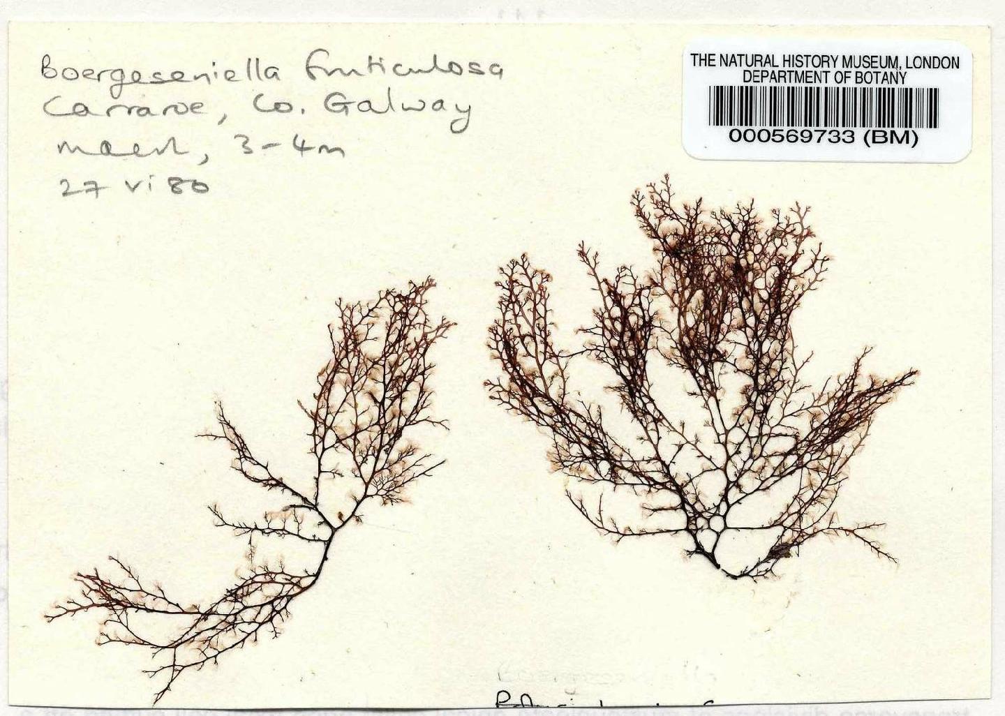 To NHMUK collection (Boergeseniella fruticulosa (Wulfen) Kylin; NHMUK:ecatalogue:4787902)