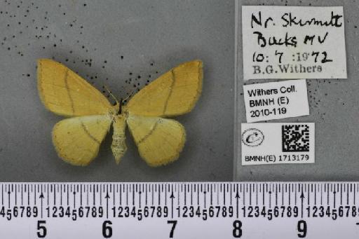 Cyclophora linearia (Hübner, 1799) - BMNHE_1713179_277049