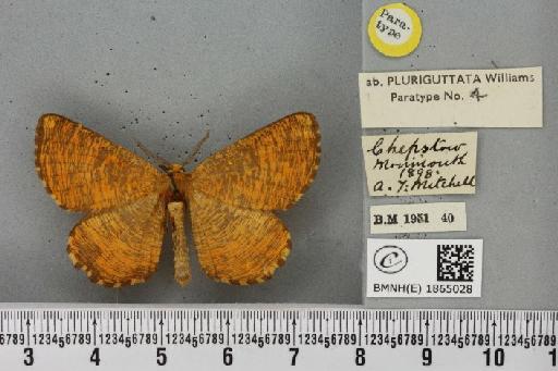 Angerona prunaria ab. striolata Klemensiewicz, 1913 - BMNHE_1865028_430694