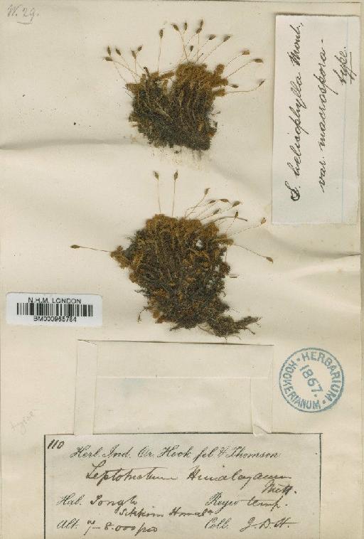 Symblepharis vaginata (Hook. ex Harv.) Wijk & Margad. - BM000965784