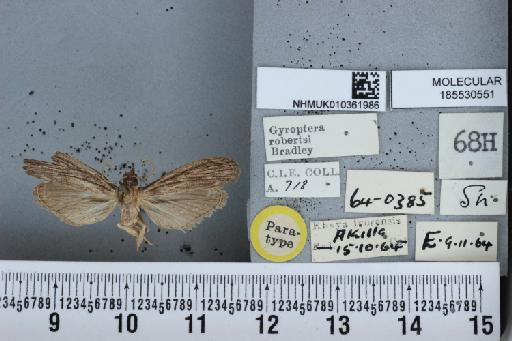 Eugyroptera robertsi (Bradley, 1968) - NHMUK010361986_Gyroptera_robertsi_Bradley_PT_male_labels_dorsal