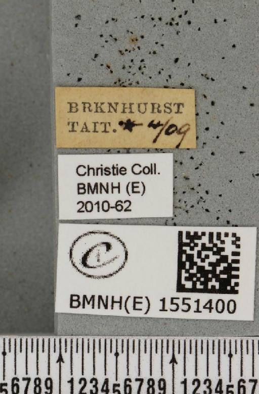 Polyploca ridens (Fabricius, 1787) - BMNHE_1551400_label_238723