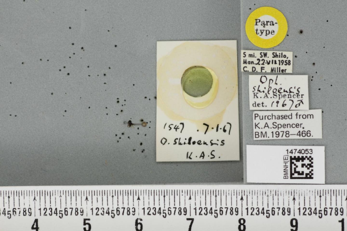 To NHMUK collection (Ophiomyia texana (Malloch, 1913); Paratype; NHMUK:ecatalogue:6598541)