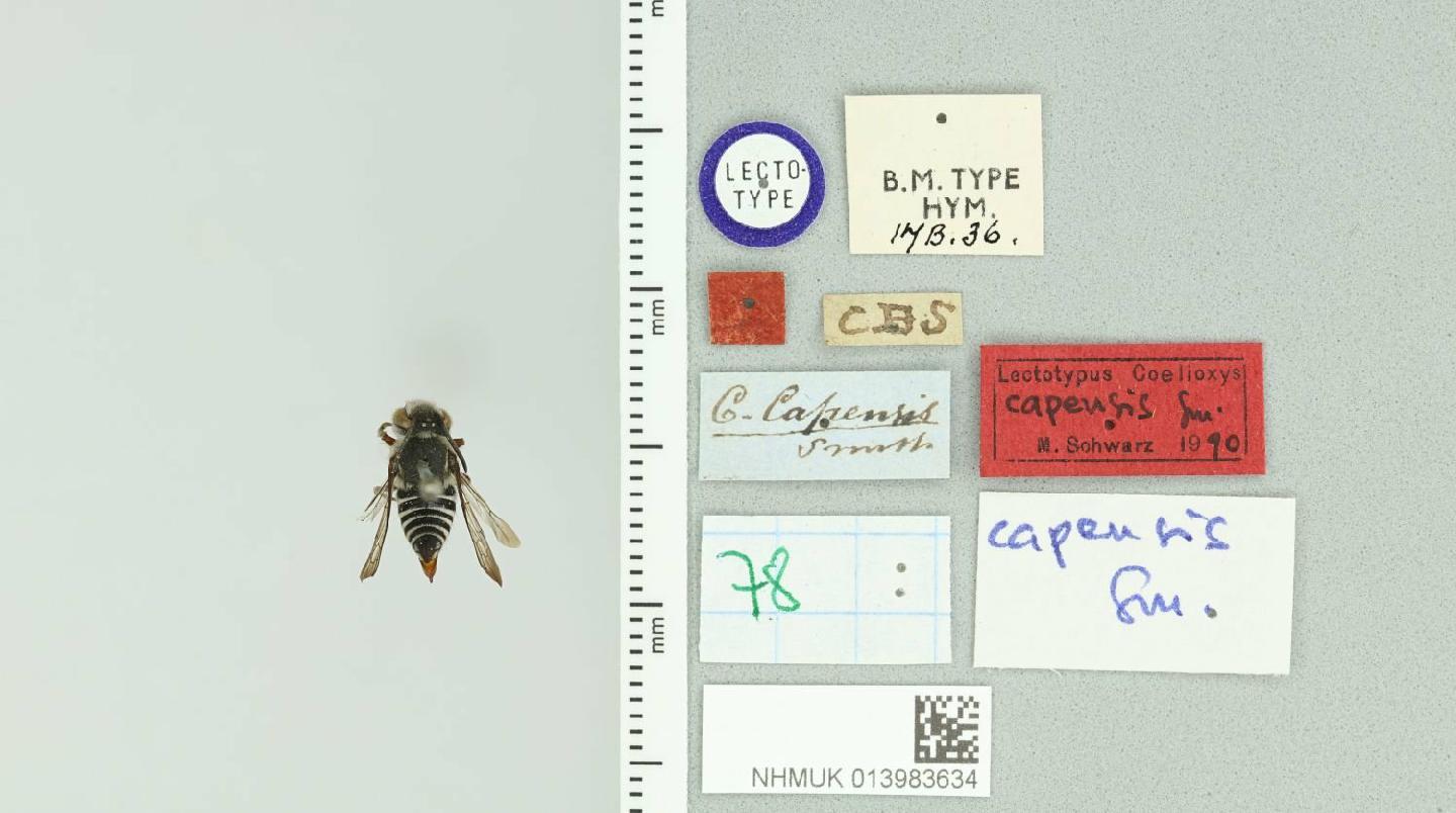 Coelioxys capensis