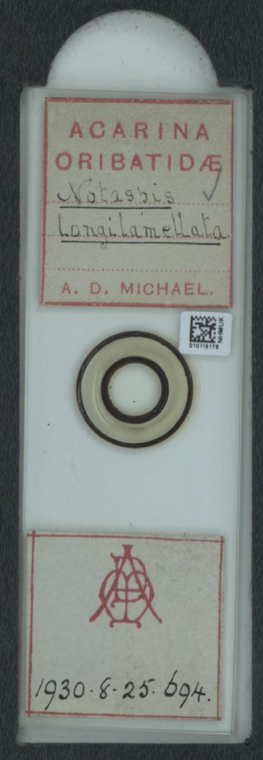 Notaspis longilamellata A.D. Michael, 1888 - 010119176_128161_548227