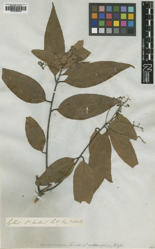 Cinnamomum tamala (Buch.-Ham.) T.Nees & Eberm. - BM000950939