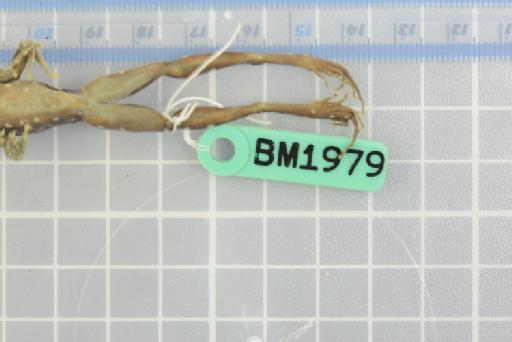 Rana siberu - Image of specimen 1979.307