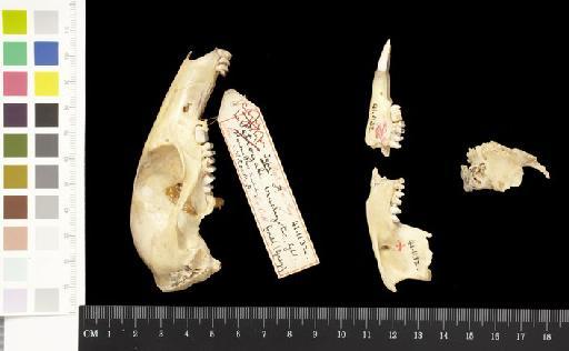 Macropus (Petrogale) brachyotis Gould, 1841 - 1841.1132_Skull_Lateral