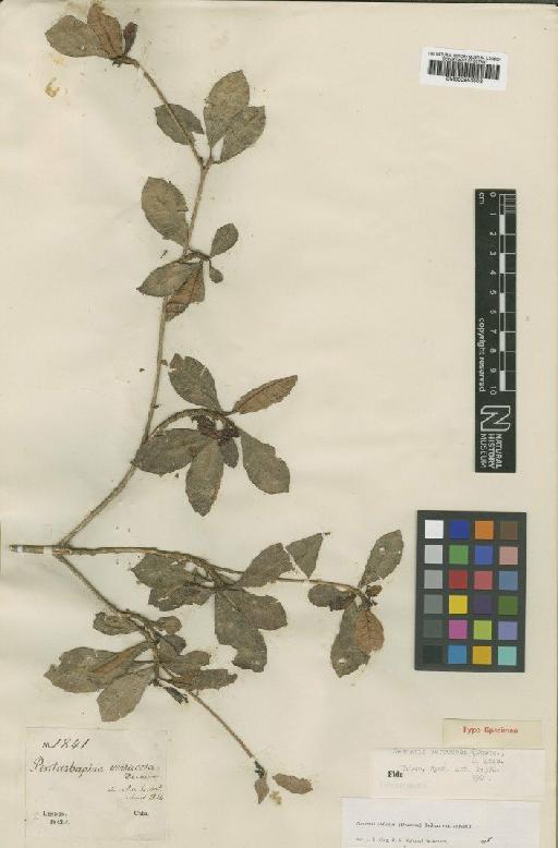 Gesneria cubensis (Decne.) Kuntze - BM000953503