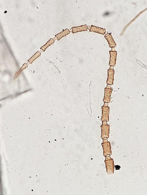 Cratyna (Spathobdella) colei (Freeman, 1990) - Cratyna_colei-010210277-antenna-100_0x