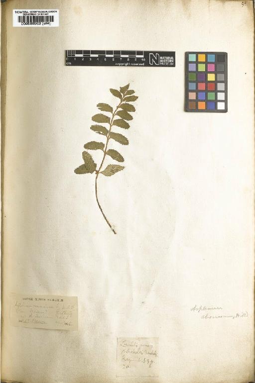 Asplenium marinum L. - BM000589302