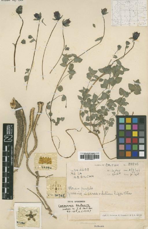 Codonopsis bhutanica Ludlow - BM000996411