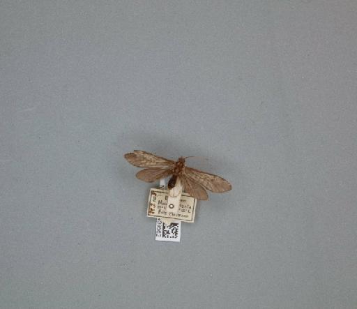 Athripsodes grumicha (Vallot, 1855) - 014409562_261463_1744157