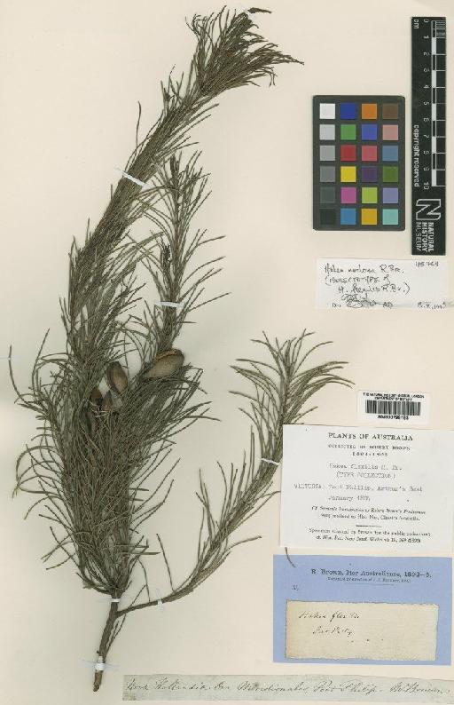 Hakea nodosa R.Br. - BM000798183