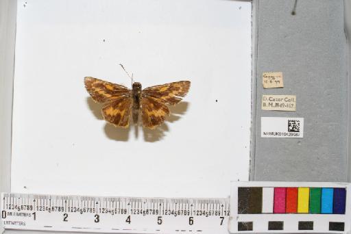 Telicota Moore, 1881 - NHMUK010429987_1_Telicota_sp