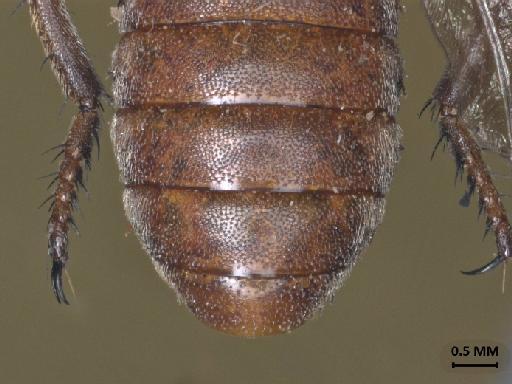 Anypodetus maculipennis Ricardo, 1925 - 013445833_dorsal_abdomen_terminalia