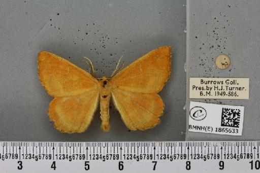 Angerona prunaria ab. diluta Williams, 1947 - BMNHE_1865633_a_430885