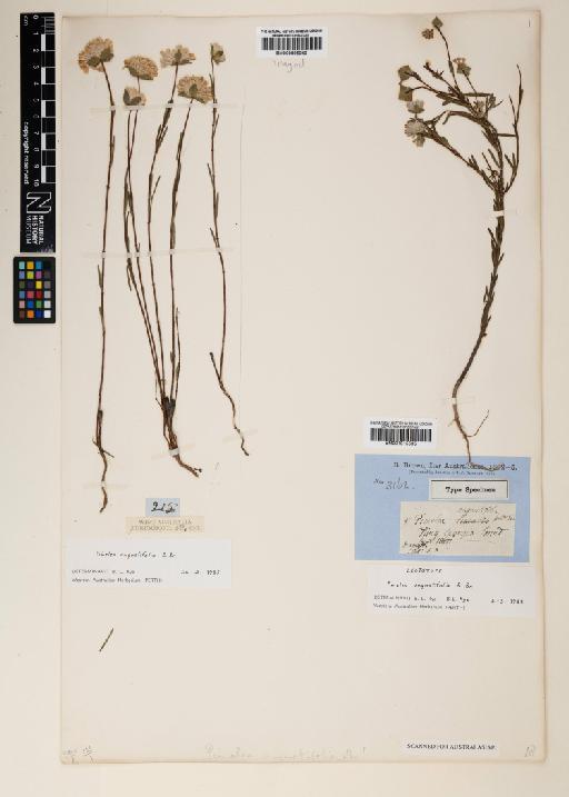 Pimelea angustifolia R.Br. - 001015595