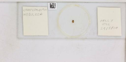 Craspedolepta nebulosa Zetterstedt, 1828 - 013486228_117233_1866965_0_NonType