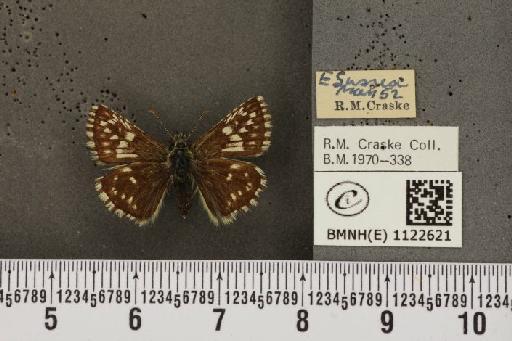 Pyrgus malvae (Linnaeus, 1758) - BMNHE_1122621_77415