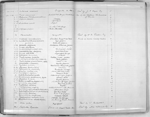 Amphidromus ingens - Zoology Accessions Register: Mollusca: 1900 - 1905: page 52