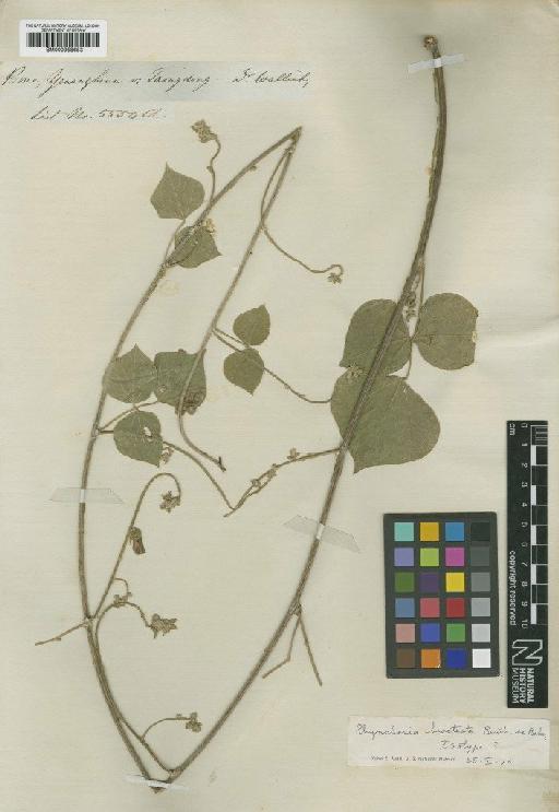 Rhynchosia bracteata Benth. ex Baker - BM000958653