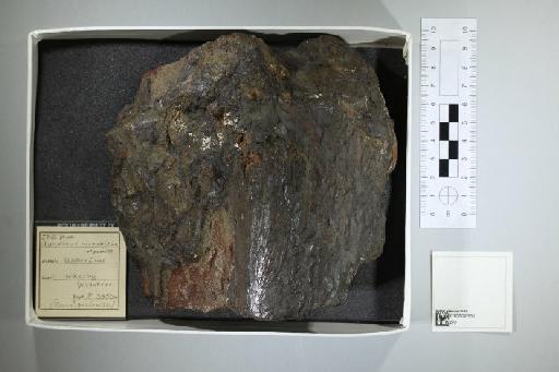 Gyrosteus mirabilis Woodward, 1889 - 010302651_L010041191