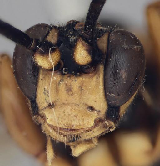 Degithina caroli Cameron, P., 1901 - Degithina_caroli_holotype_face_1399781