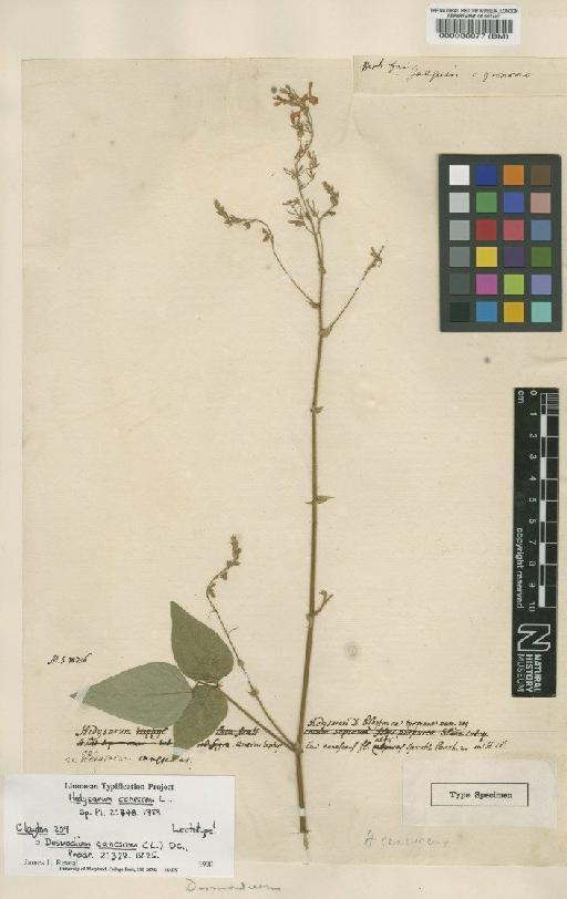 Hedysarum canescens L. - BM000038877