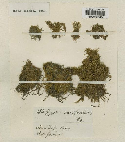 Amphidium californicum (Hampe ex Müll.Hal.) Broth. - BM000671382
