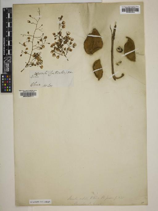 Sterculia nobilis R.Br. - 000946524