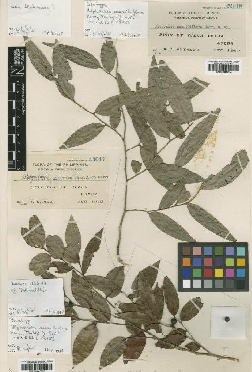 Alphonsea sessiliflora Merr. - BM000946054