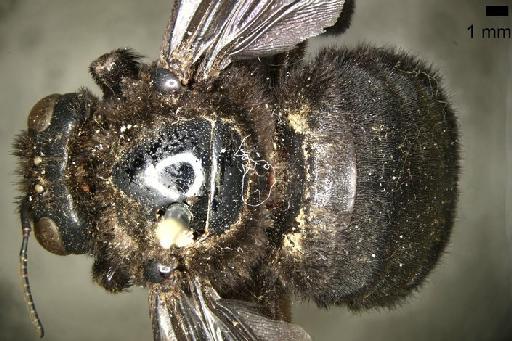 Apis morio Fabricius, 1793 - Xylocopa morio Fabricius BMNH(E)668717 paralectotype female habitus dorsal