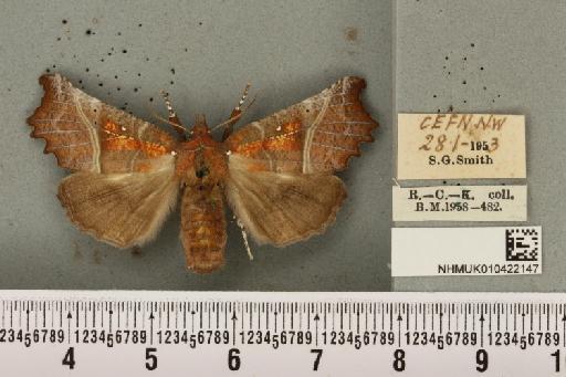 Scoliopteryx libatrix (Linnaeus, 1758) - NHMUK_010422147_535296