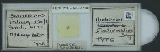Aeolothrips intermedius Bagnall, 1934 - 010153697_833411_1602851