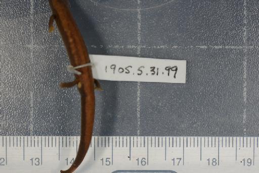 Bolitoglossa orestes - Image of specimen 1905.5.31.99