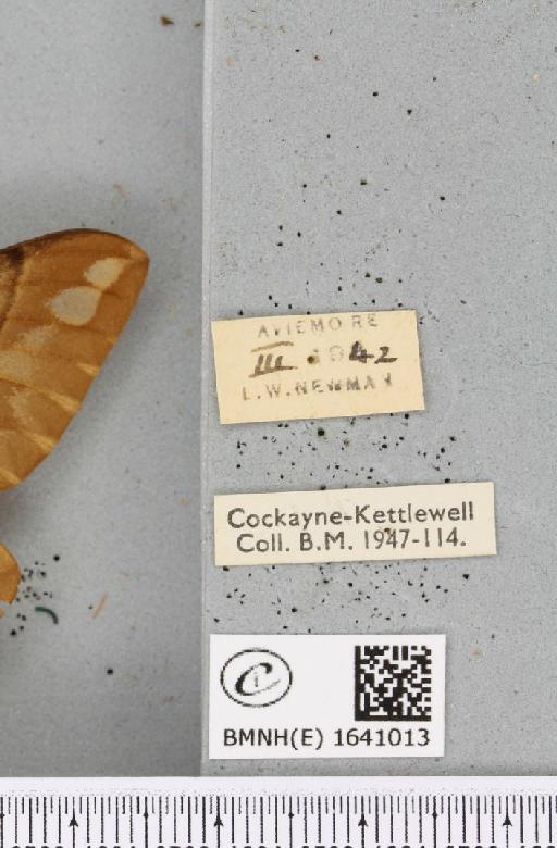 Endromis versicolora ab. lapponica Bau, 1877 - BMNHE_1641013_label_203056