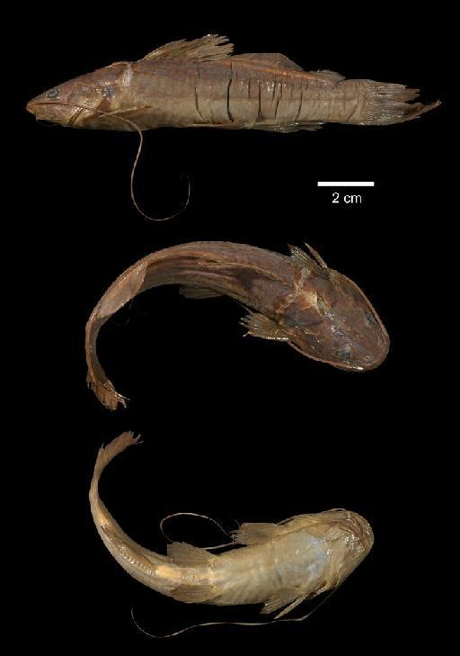 Rhamdia mounseyi Regan, 1913 - 1913.7.30.13; Rhamdia mounseyi; type; ACSI Project image