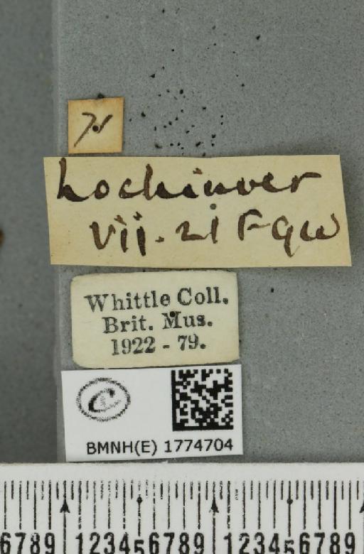 Dysstroma truncata truncata (Hufnagel, 1767) - BMNHE_1774704_label_349010