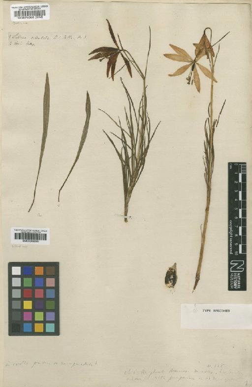 Lilium pumilum L. - BM000574868