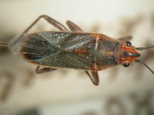 Arocatus continctus Distant - Hemiptera: Arocatus Con