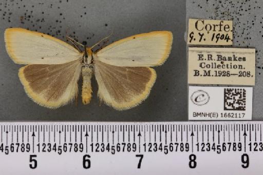 Cybosia mesomella (Linnaeus, 1758) - BMNHE_1662117_258426