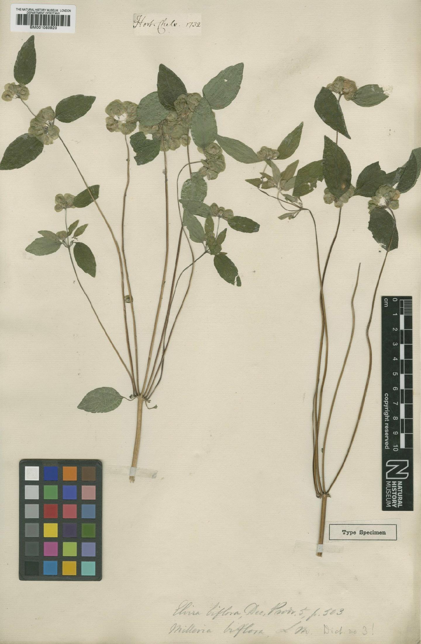 To NHMUK collection (Delilia biflora (L.) Kuntze; Type; NHMUK:ecatalogue:2413348)