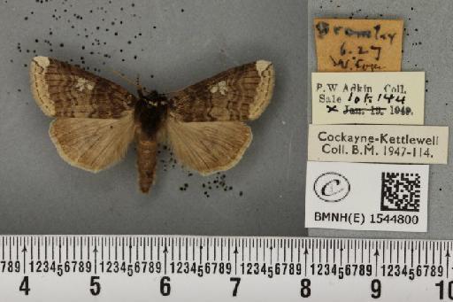 Tethea or or ab. permarginata Hasebroek, 1914 - BMNHE_1544800_236175