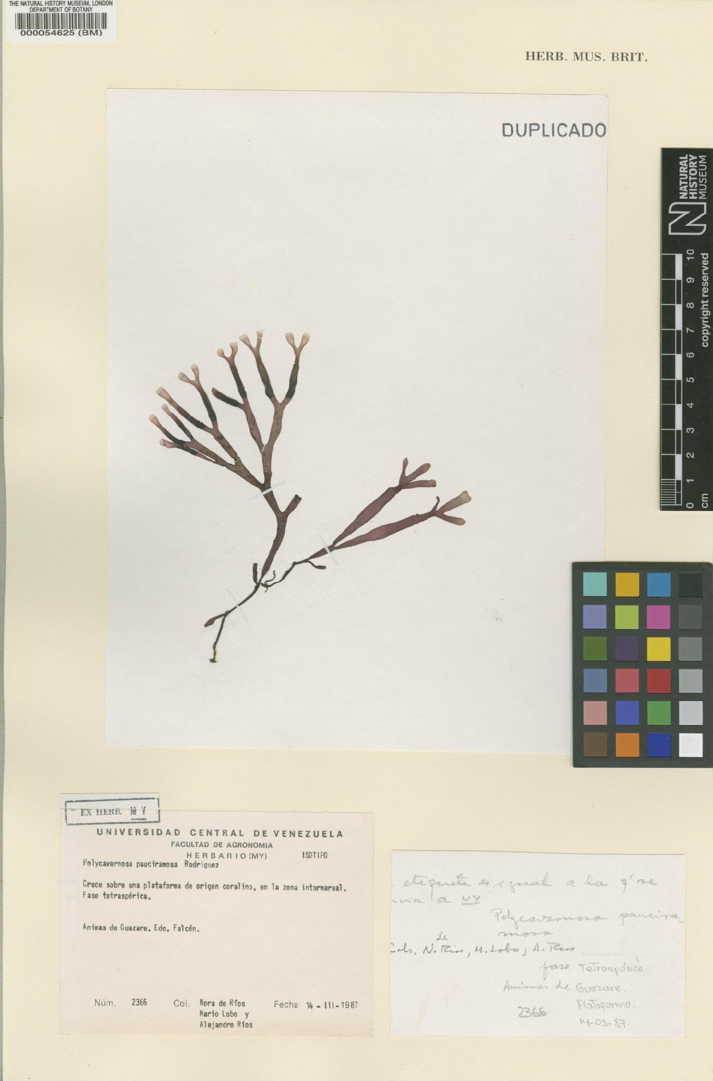 To NHMUK collection (Polycavernosa pauciramosa N. Rodríguez de Ríos; Isotype; NHMUK:ecatalogue:437539)