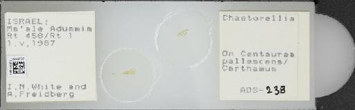 Chaetorellia succinea (Costa, A., 1844) - BMNHE_1444727_58645